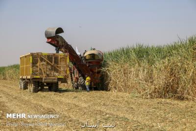 ضرورت كاهش برداشت سیاه از مزارع نیشكر خوزستان