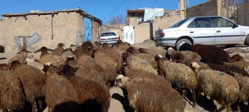 قیمت جدید دام زنده امروز 28 مرداد 1405