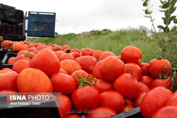 محكومیت ۱ میلیاردی برای قاچاق ۳۰ هزار كیلوگرم گوجه فرنگی در كردستان