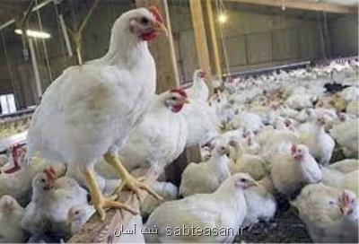 جریمه 8 و چهار دهم میلیاردی تعزیرات برای یك عمده فروش مرغ به علت گرانفروشی